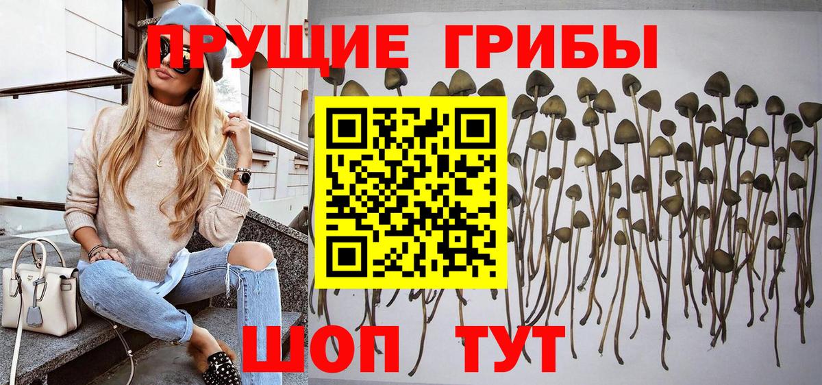 Псилоцибиновые грибы Psilocybine cubensis Среднеуральск